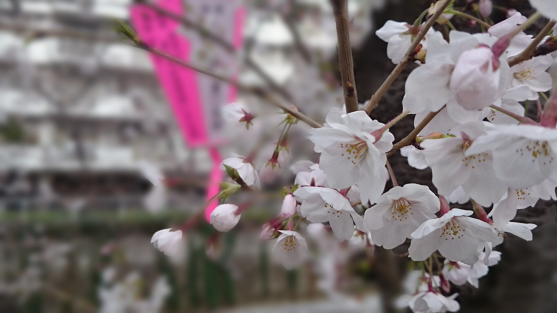 エクスペリアのカメラ『背景ぼかし』機能を使ってひたすら写真を撮って 