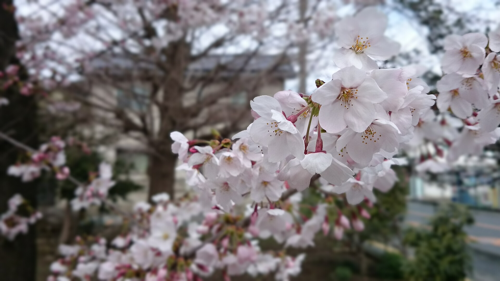 エクスペリアのカメラ『背景ぼかし』機能を使ってひたすら写真を撮って 