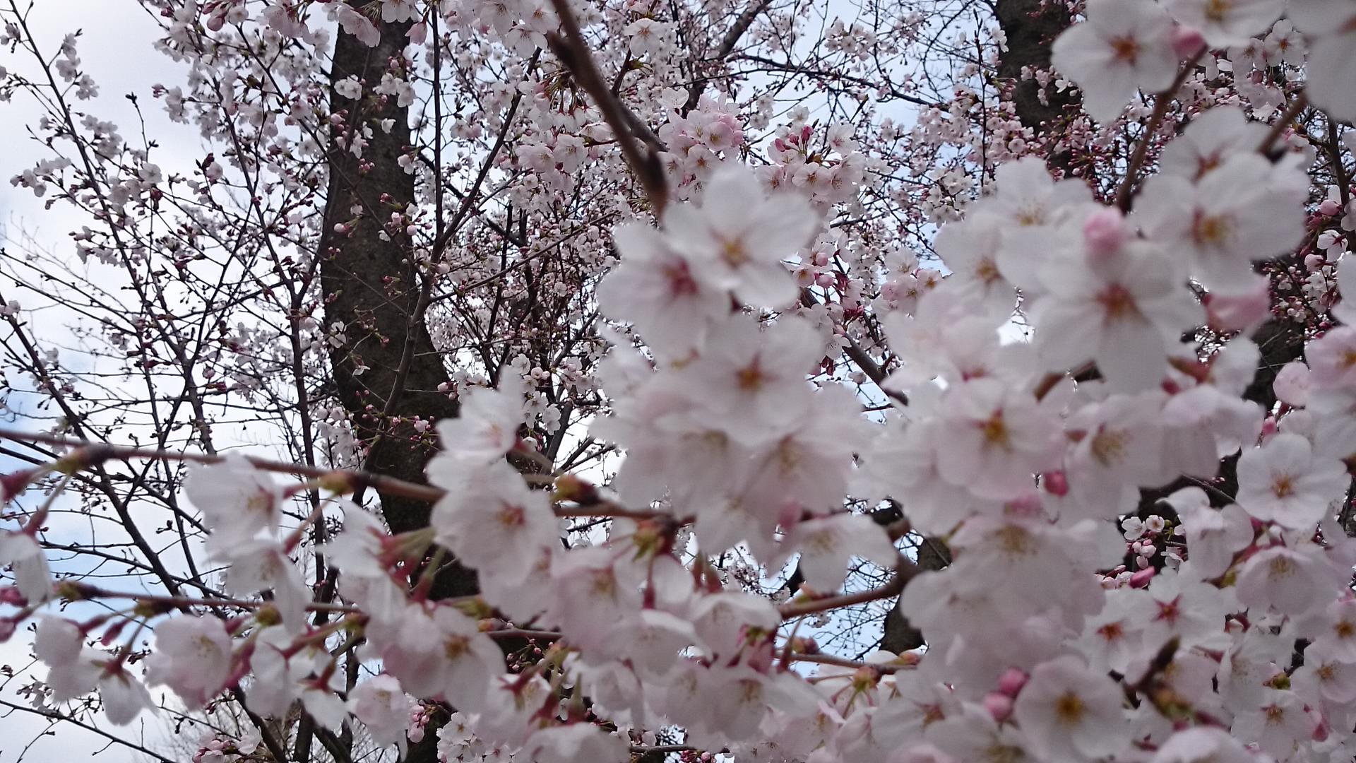 エクスペリアのカメラ『背景ぼかし』機能を使ってひたすら写真を撮って 