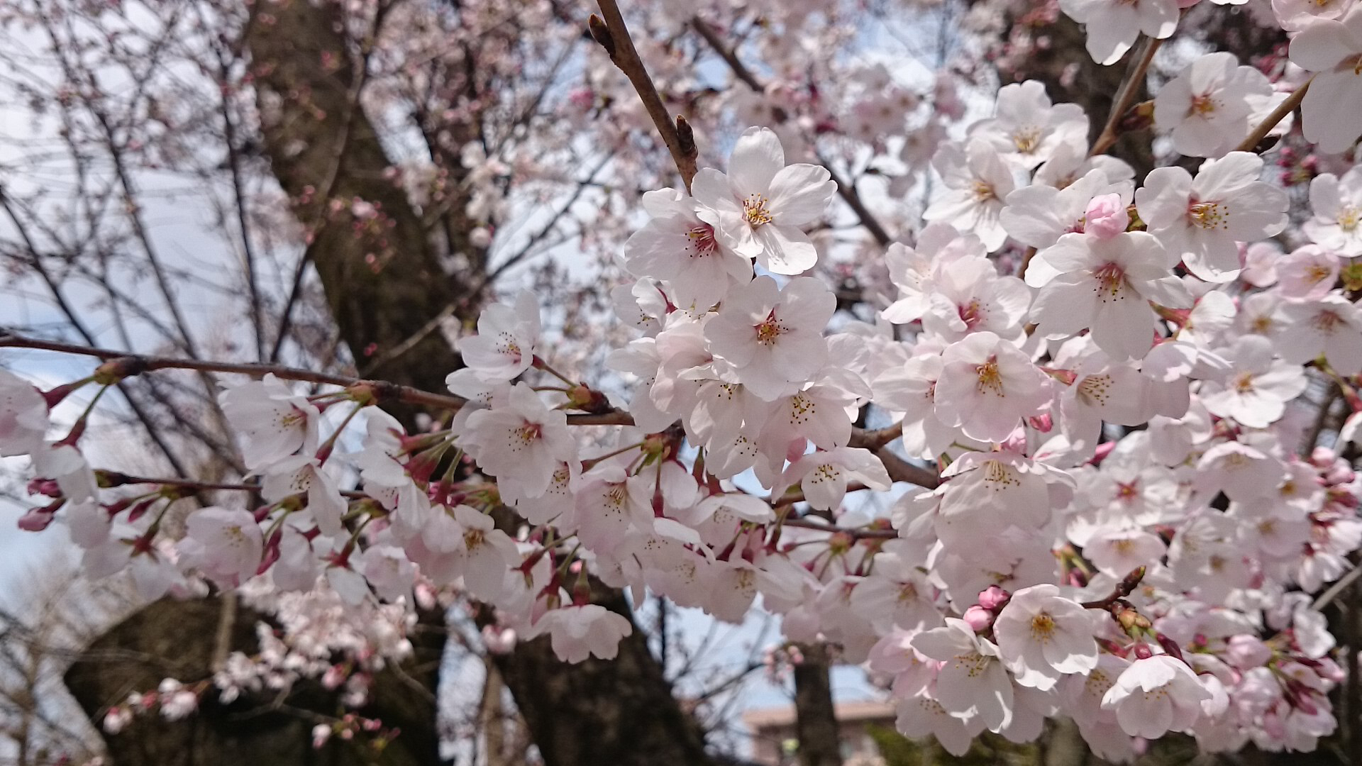 エクスペリアのカメラ『背景ぼかし』機能を使ってひたすら写真を撮って 